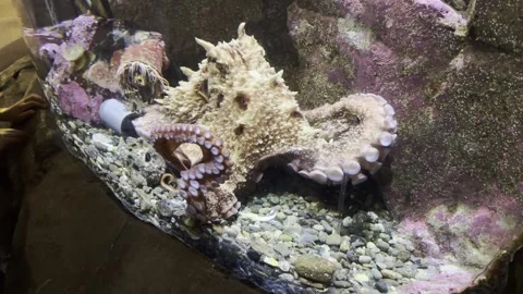 Giant Pacific Octopus Crawling Across Rocks in an Aquarium Stock Footage 339378861
