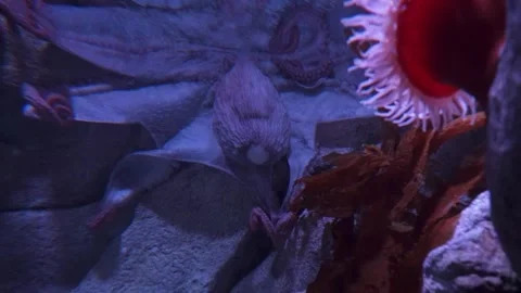 Giant Pacific Red Octopus in Deep Sea Ocean Stock Footage 251458165
