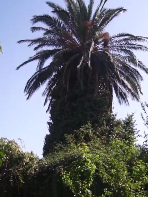 Giant Palm Tree Standing Next to a Historic Church Architecture Stock Footage 229724056