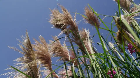 Giant Pampas Grass, Camera Pan Stock Footage 35285540