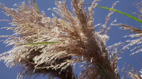 Giant Pampas Grass in Wind, Close-Up Stock Footage 35295837