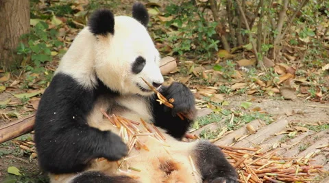 Giant panda (2), China Stock Footage 68175224