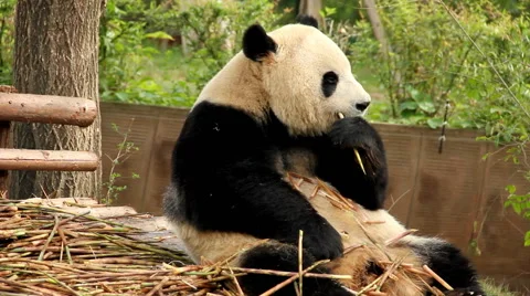 Giant panda (3), China Stock Footage 68175768
