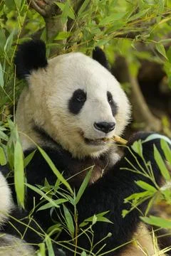 https://images.pond5.com/giant-panda-ailuropoda-melanoleuca-young-photo-247219023_iconl_nowm.jpeg