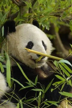 Giant Panda ailuropoda melanoleuca young animal captive Stock Photos