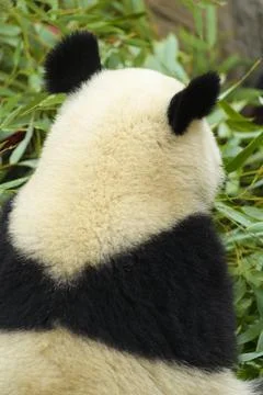 https://images.pond5.com/giant-panda-ailuropoda-melanoleuca-young-photo-247219031_iconl_nowm.jpeg