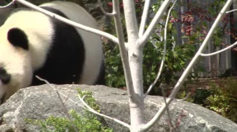 Giant Panda approaches camera Stock Footage 10134112