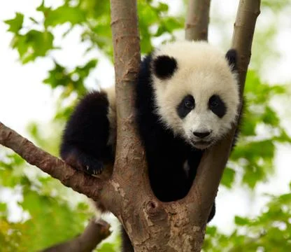 Giant panda baby over the tree Stock Photos