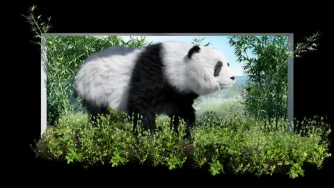 Giant Panda Bamboo Forest Breaking Through Screen 3D Naked-Eye Nature Background 動画素材 331916679