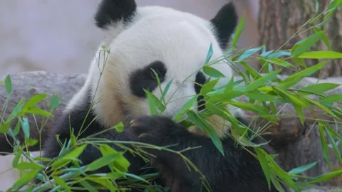 Giant panda bear chewing on fresh green bamboo stalks in natural forest hab.. Stock Footage 337344629