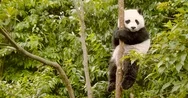 Giant Panda Bear Cub Sitting In Tree Stock Footage