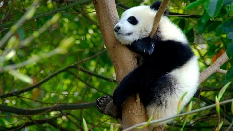 Giant panda bear cub on a tree Stock Footage 107365500