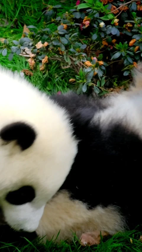 Giant panda bear cub on a tree Stock Footage 342414363