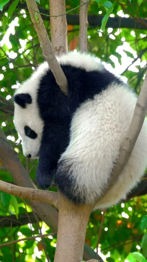 Giant panda bear cub on a tree Video stock 344582575