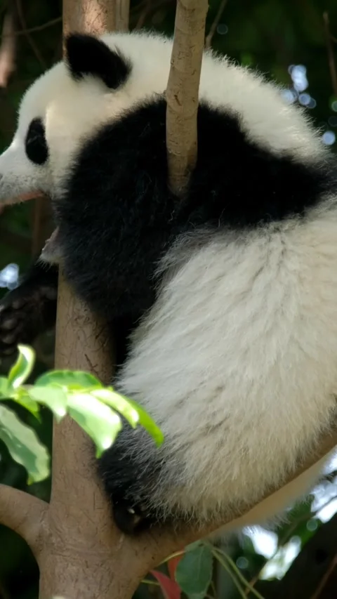 Giant panda bear cub on a tree Stock Footage 344582873