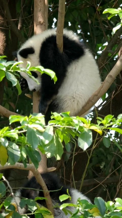 Giant panda bear cub on a tree Video stock 344584648