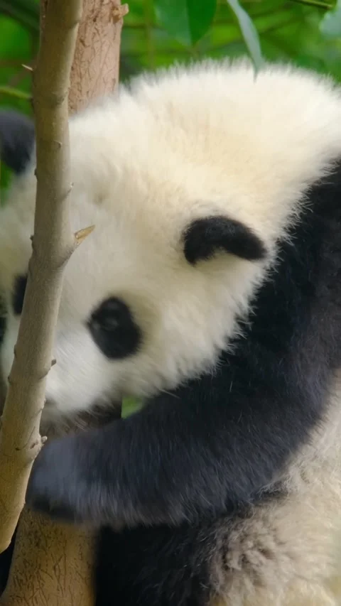 Giant panda bear cub on a tree Stock Footage 344584655