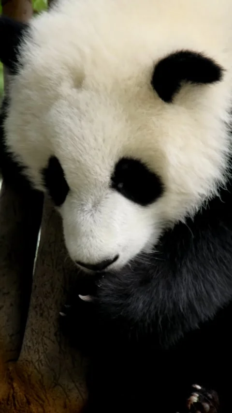 Giant panda bear cub on a tree Video stock 344686059