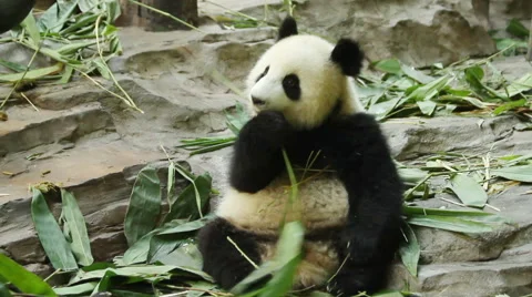 Giant panda bear eating bamboo Stock Footage 54629068