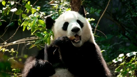 Giant panda bear eating bamboo Stock Footage