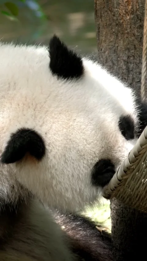 Giant panda bear eating bamboo Stock Footage 342414351