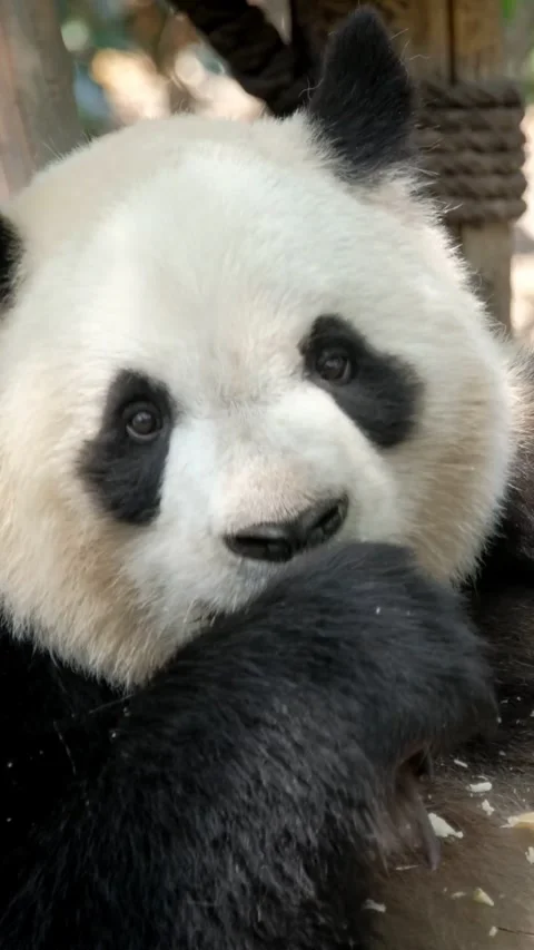Giant panda bear eating bamboo Video stock 344582572