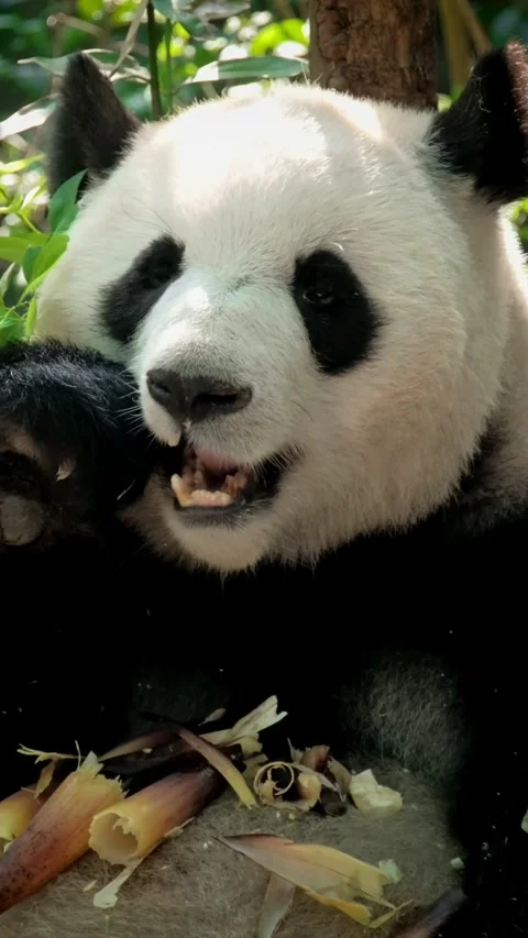 Giant panda bear eating bamboo Video stock 344686049