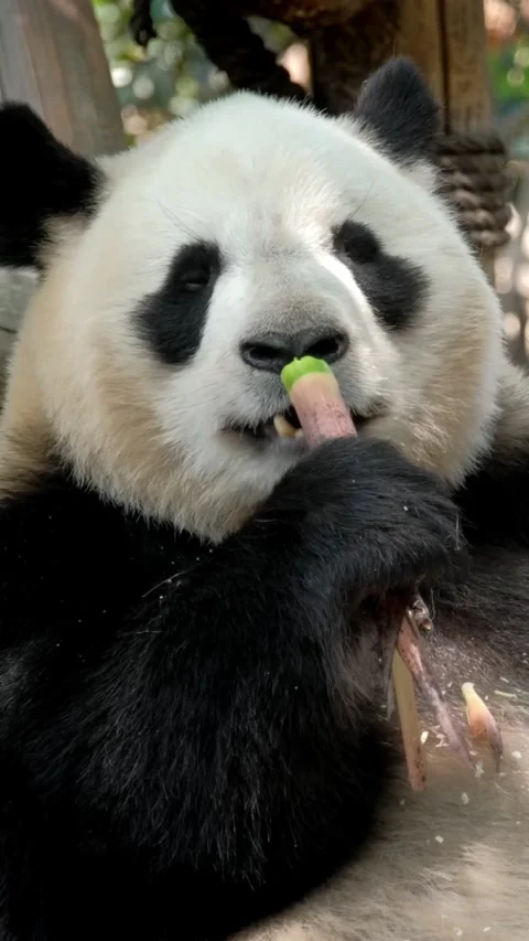 Giant panda bear eating bamboo Video stock 344686058