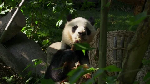 The Giant panda bear eats bamboo and sneezes, China Stock Footage 98417203