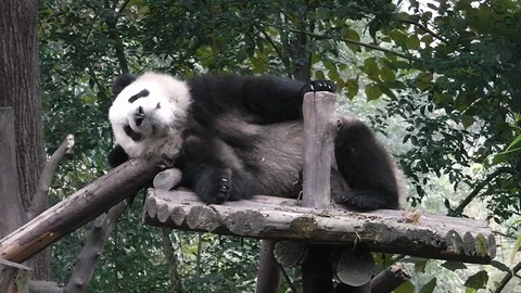 The giant panda bear 스톡 동영상 101812507