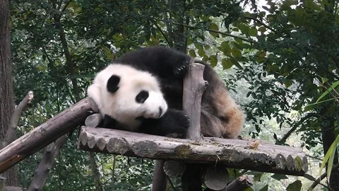 The giant panda bear Stock Footage 101812508
