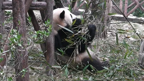 The giant panda bear 스톡 동영상 101812513