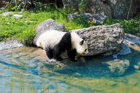 Giant panda bear going to river Stock Photos