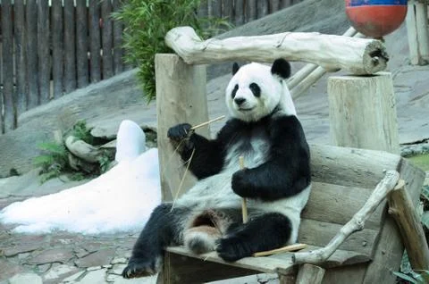 Giant panda bear Stock Photos