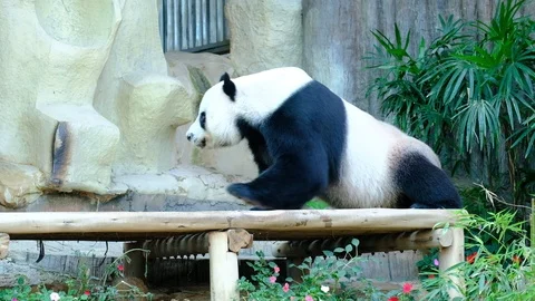 Giant panda bear playing and lying cute on bed, animal Stock Footage 116705402