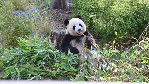 The giant panda bear rests  in the forest to eat bamboo Video stock 137938699