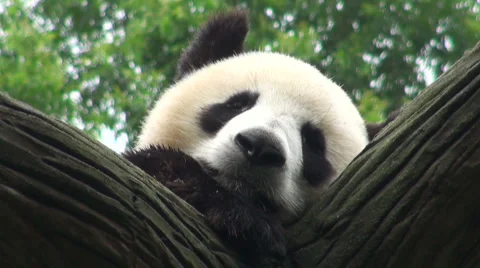 Giant panda bear sleeping Vidéo 1806396
