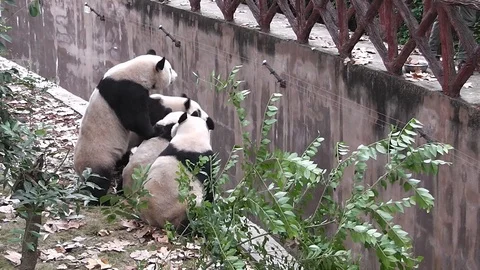 The giant panda bears 스톡 동영상 99481678