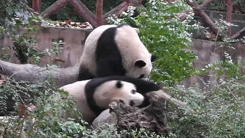 The giant panda bears Stock Footage 99481694