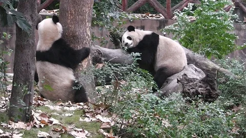 The giant panda bears 스톡 동영상 99481697