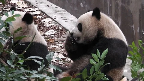 The giant panda bears 스톡 동영상 100166970