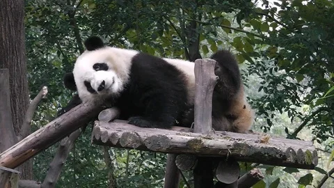 The giant panda bears 스톡 동영상 100166982