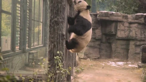 Giant Panda at Beijing Zoo, China. Panda Climbing in Cage Stock Footage