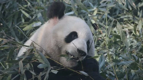 Giant Panda in Chengdu Panda Base, China Stock Footage 144238953