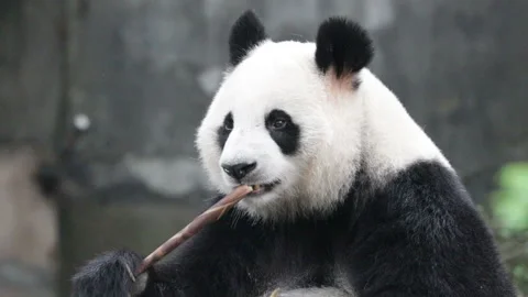 Giant Panda in Chengdu Panda Base, China Stock Footage 150339854