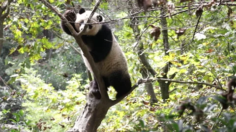 Giant Panda in Chengdu Panda Base, China Stock Footage 150341334