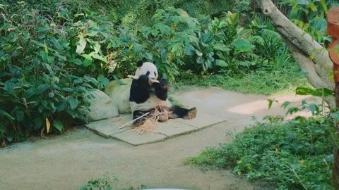 Giant panda chewing fresh bamboo sticks in lush jungle enclosure Video stock 339793312