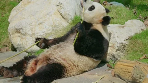Giant panda from China feeding itself bamboo with its paws. 動画素材 332453589