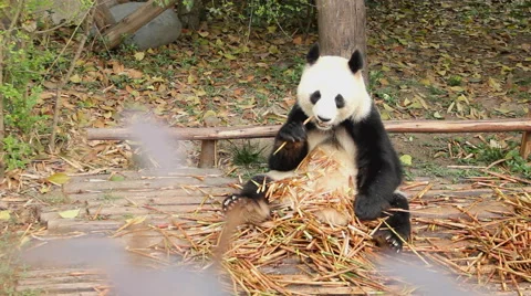 Giant panda, China Stock Footage 68175145