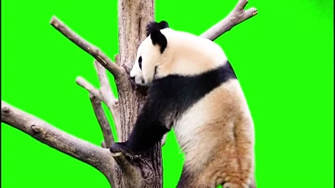 Giant Panda Climbing Tree on Green Screen Isolated Wildlife Footage Stock Footage 317932952
